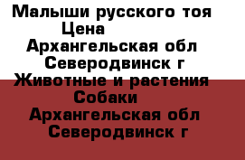 Малыши русского тоя › Цена ­ 15 000 - Архангельская обл., Северодвинск г. Животные и растения » Собаки   . Архангельская обл.,Северодвинск г.